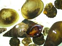 Goniobasis snails, pill clams, and snail-cased caddis larvae (Helicopsyche)