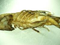 Phallic crayfish, no kidding! Orconectes putnami
