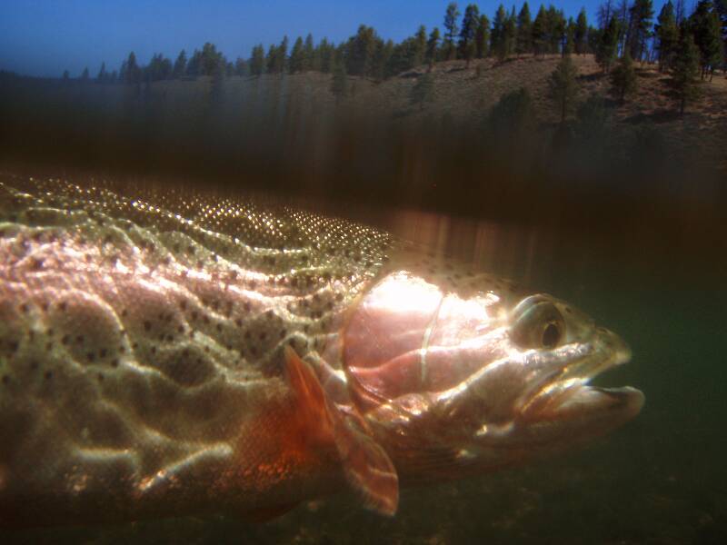 Little Truckee river, CA. Bow