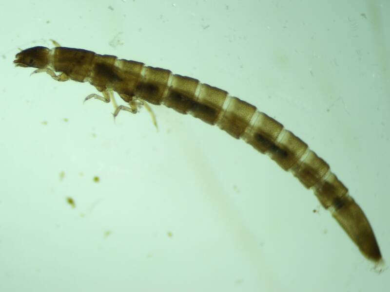 Larvae too, Neoelmis sp., a nice shot showing the closed front coxal cavities