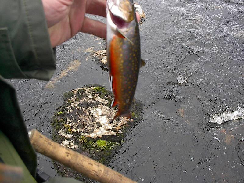 A small trout but brilliant colors.
