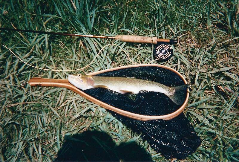 Madison River Bow 1995...Took a size 16 Bill Monahan version of a Partridge Caddis...What a healthy specimen!