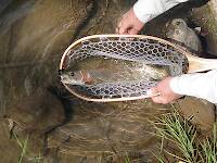 Another artificial rainbow in a wild brown trout stream (the hoop on my net is 18" long)