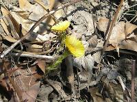 Coltsfoot (Tussilago farfara) - first wildflowers of Spring!!