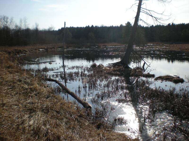 Clark's Marsh (was frozen last time I took pictures!)