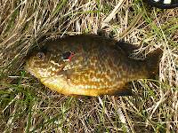 Fat colorful pumpkinseed from the Marsh