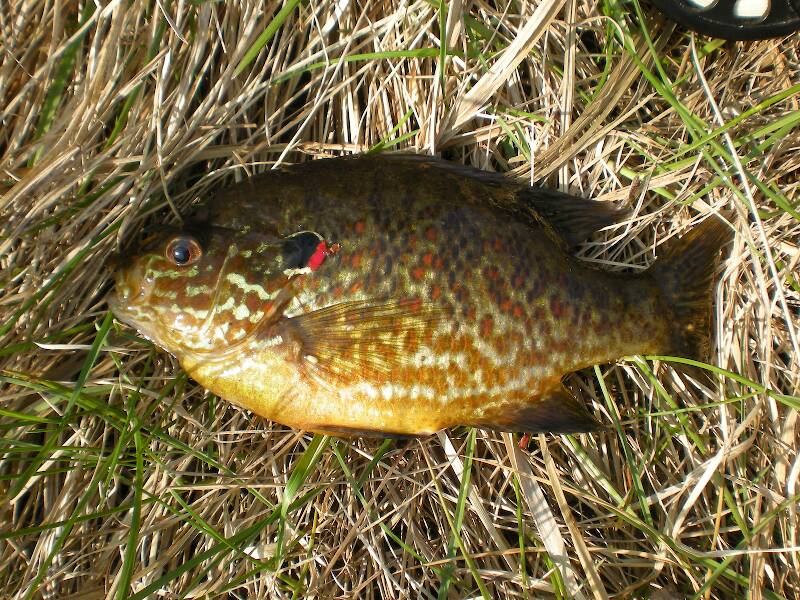 Fat colorful pumpkinseed from the Marsh