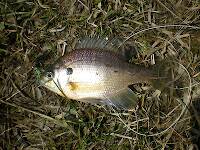 First bluegill of the season, from Sylvan Glen Lake in Troy downstate