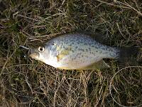 First crappie and first flyrod fish of any species this season
