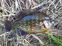 If there's anything as pretty as a brookie, it's a spawning male pumpkinseed!