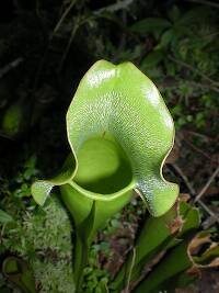 Pitcher plant leaf