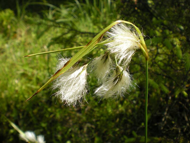 Cotton-grass (Eriophorum sp.)