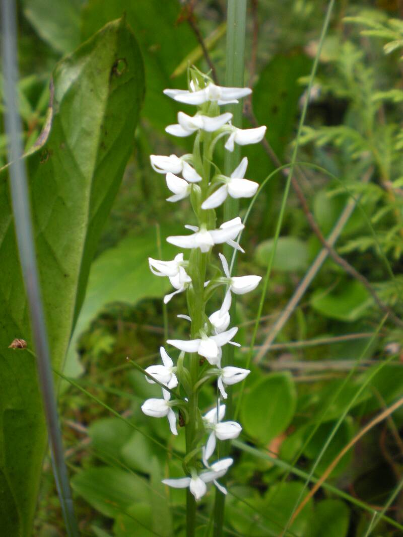 Bog candle orchid (Platanthera dilitata)