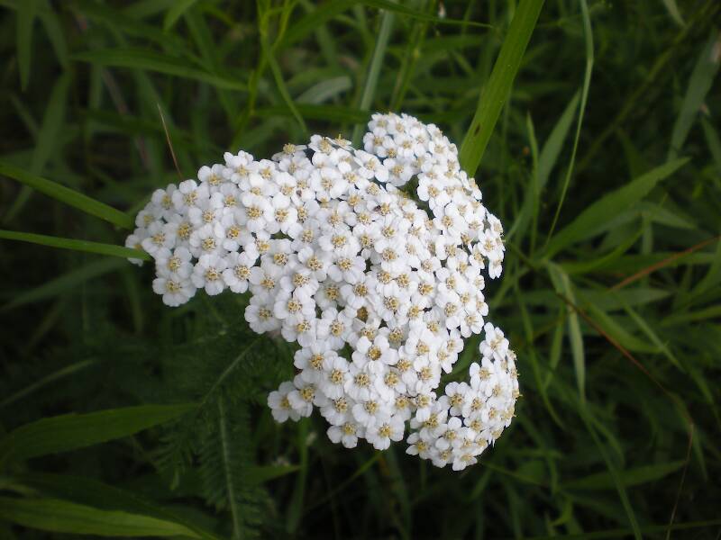 Yarrow (Achillea millefolium)