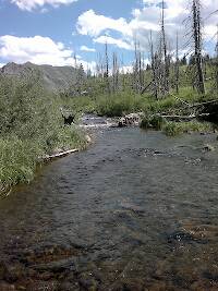 A  very pretty small stream just a few hundred yards from camp. Full of little brookies and cutthroat