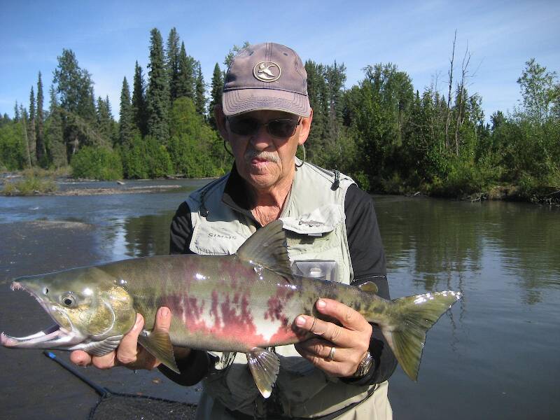 Johnson Creek Alaska chum salmon