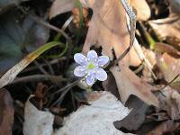 Round-lobed hepatica - WAY early!