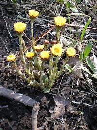 Coltsfoot - THIS I was expecting to see!