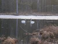 A magnificent pair of trumpeter swans in Clark's Marsh