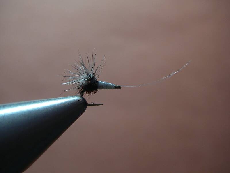 Reverse Hacklestacker.  Since I taught Lastchance how to tie this, I no longer have an advantage!
2488 size 22.  Whiting size 20 grizzly hackle.
My best all around trico pattern.  Works during the entire hatch.  Often I'll have a male on the 3 weight (size 22 2488) and a female size 20 2488 on the bamboo 4 weight
