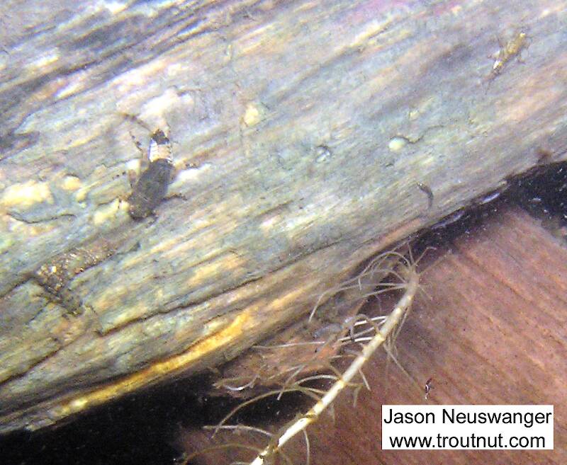 A large Ephemerella subvaria nymphs clings to a log along with a couple smaller mayfly nymphs.