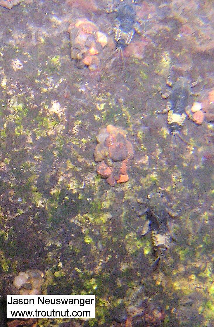 Three big Ephemerella subvaria mayfly nymphs share a rock with some cased caddis larvae.