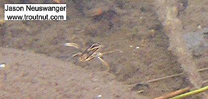 A water boatman flees the camera.