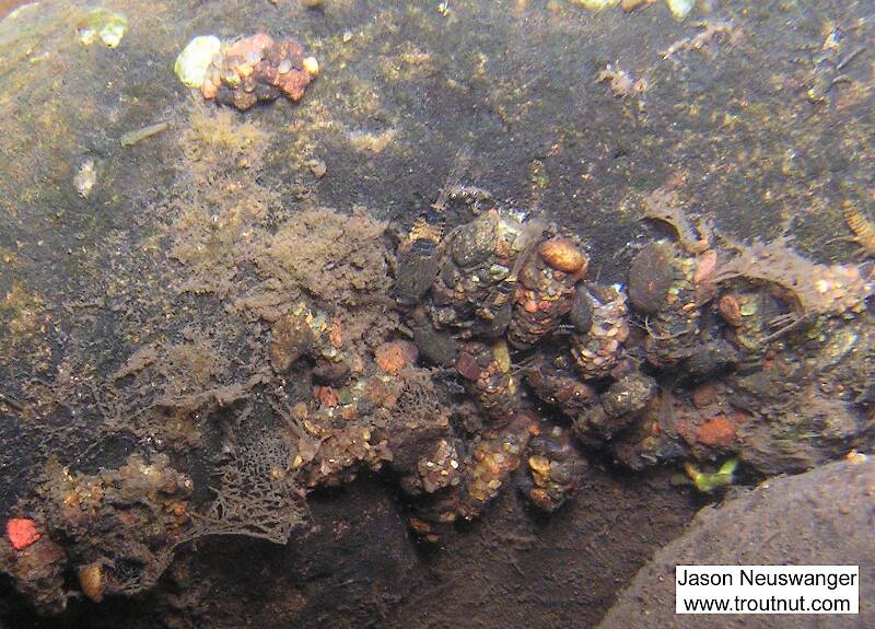 There are several species of caddisfly larvae and Ephemerella nymphs on this rock.