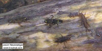 Two Ephemerella mayfly nymphs share a piece of wood with two Taeniopterygidae stonefly nymphs.