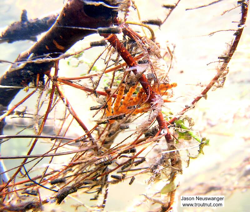Several cased caddis larvae cling to the twigs of a fallen tree limb in a clear trout stream's strong current.