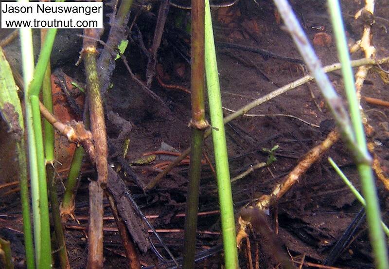 A water boatman and a scud are visible in this picture.  Can you find them?