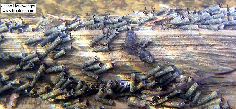 Hundreds of cased caddisfly larvae live on this log in a small brook trout stream.

From Eighteenmile Creek in Wisconsin