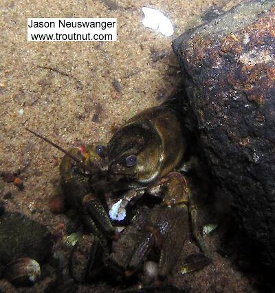 A crayfish munches on an unidentified white thing.