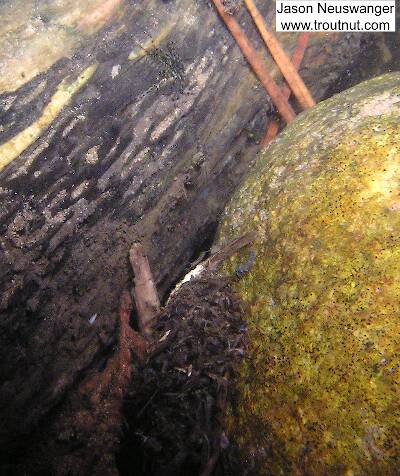 This is a pretty clear photo of an Epeorus nymph clinging flat against a log. The big mound of debris on the bottom center of the picture, attached to the light rock, is a structure that's been puzzling me. I've found several in one section of the river. It's big, like 2 inches long and maybe 1/2-3/4 inch wide/tall, and hollow, like some sort of coccoon or something. It's clearly a structure built by some sort of little creature, but I'm not sure what.