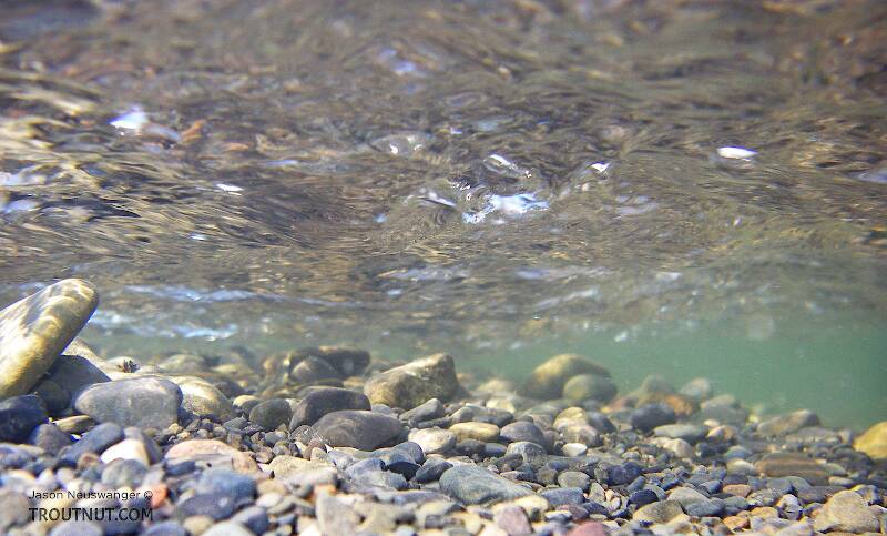 Here's one of my first test underwater pictures with the Pentax Optio WPi.  It's a very shallow riffle in a clear trout stream.

From Salmon Creek in New York