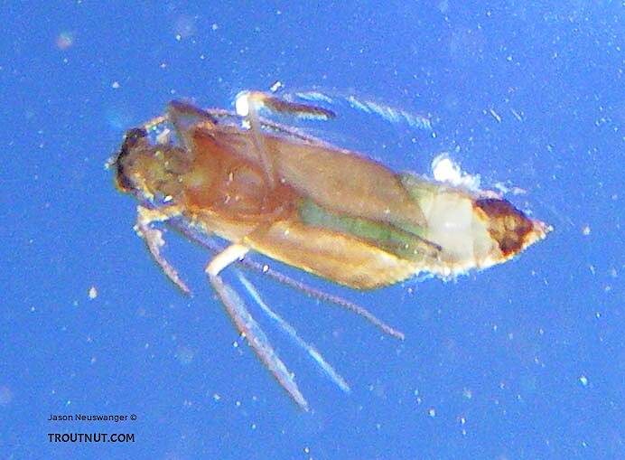 A Brachycentrus "Apple Caddis" pupa scoots around in the surface film.  Apparently it had some difficulty emerging, so I was able to slip my camera underneath it and take a picture from below.

From the East Branch of the Delaware River in New York