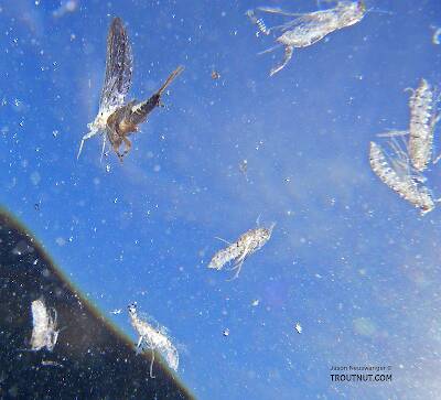 This picture from below shows a stillborn Ephemerella subvaria (Hendrickson) dun drifting on the surface amidst a number of shed pupal skins from Brachycentrus caddisflies which were heavily hatching that day.

From the East Branch of the Delaware River in New York