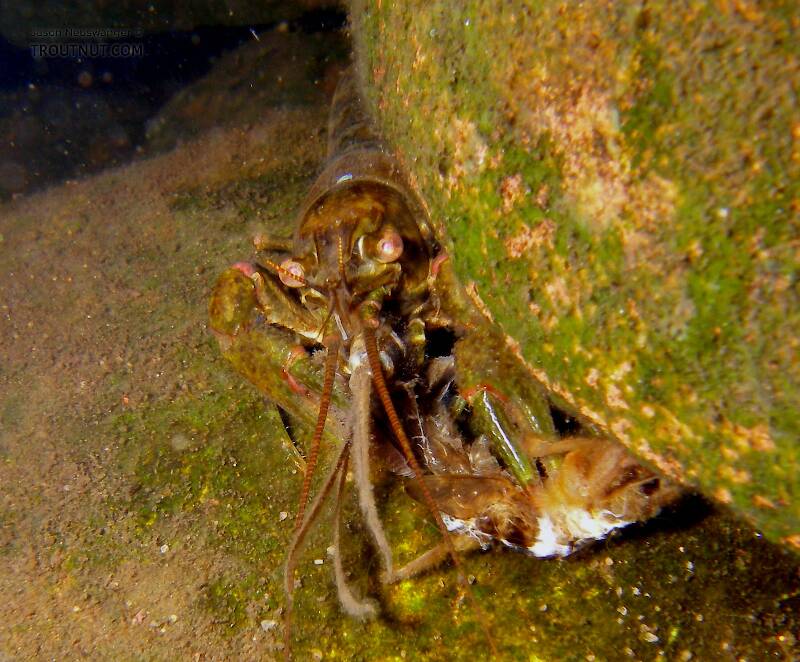 A crayfish chews on a Hexagenia limbata nymph shortly after a small Hex emergence.  I didn't catch any fish, but playing around with my flashlight and camera in the rocks proved productive.
