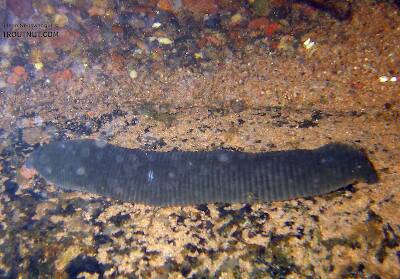 I spotted this very large leech freely tumbling, and occasionally stopping, along the bottom of a clear, cool trout stream.  I paid careful attention later and spotted two more like it, but this one was the largest -- probably over 7 inches stretched out.

There is one other picture of it.