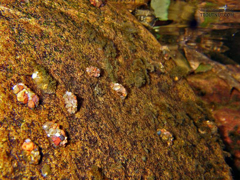 These are glossosomatids, Jason.  They are probably Glossosoma nigrior, though it is possible that we are looking at mixed species.  The ones to the right with their aggregate of similar sized grains are classic Glossosoma, while the ones to the left with the large anchor pebbles could possibly be Agapetus.  Regardless, they're all commonly referred to as saddle case makers.

From Spring Creek in Wisconsin