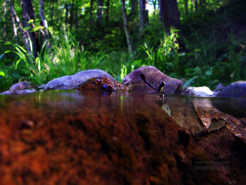 Above and below a small brook trout stream.

From Spring Creek in Wisconsin