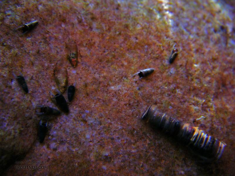 The large caddisfly case (really less than 1/2 inch) is a Brachycentridae larva.  The other cases are actually the protective sheaths of black fly (Simuliidae) pupae.  The two antler-like pieces sticking out of each one are not legs, but antennal sheaths.

From Spring Creek in Wisconsin