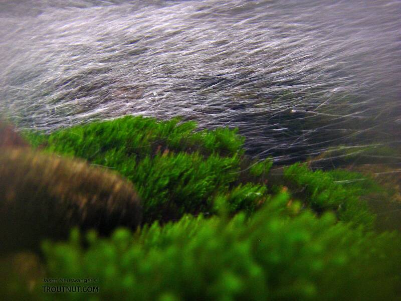 Underwater moss and riffle bubbles.

From the Mystery Creek # 23 in New York