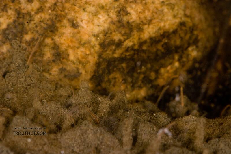 This isn't really an underwater picture, but a picture taken into my aquarium of midge larvae which lived in the silt I used for substrate.  Each larva has a little tower of detritus built up along the bottom, while the bare larva waves around from the top.
