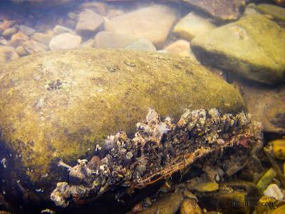A wide variety of caddis larvae and other insects have clustered together on the backside of this rock in fast water.

From Cayuta Creek in New York