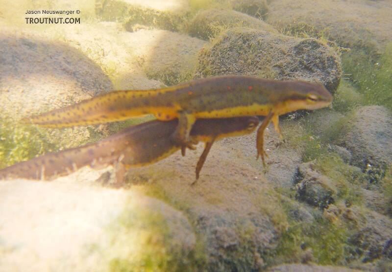 These are red-spotted newts, Notophthalmus viridescens viridescens.  Thanks Gonzo for the ID.

From the West Branch of the Delaware River in New York