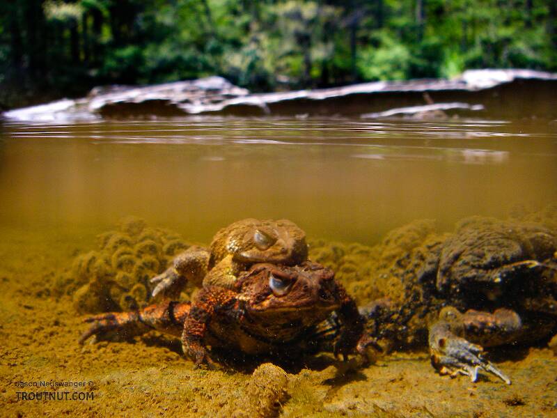 Mating toads and their eggs in the shallows.

From the Neversink River Gorge in New York
