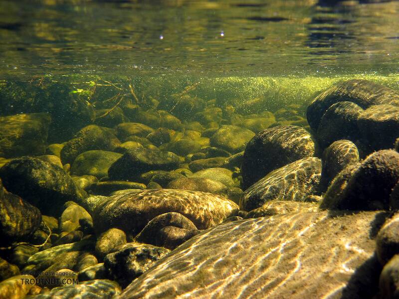 You can see the dwarf dolly I caught in this pool, hanging out after being released, just up/left from the center of the picture.  You can't really tell it's a fish here, though.

From Mystery Creek # 170 in Alaska