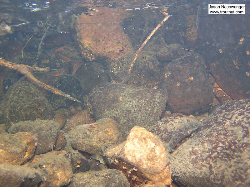Can you spot the brook trout in this picture? This is a good example of how they seek cover when a danger (my camera) approaches.