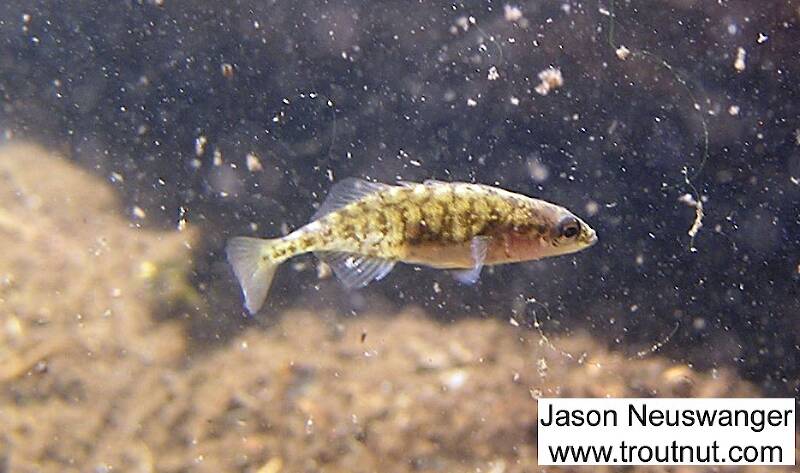 This stickleback lost fear of the camera after I held it still long enough in the icy water.